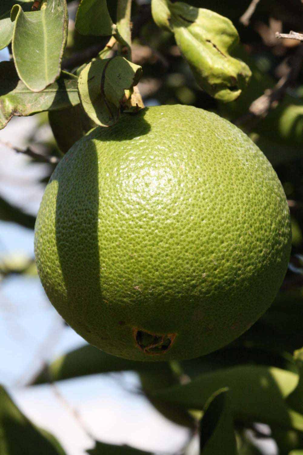              Immature fruit (Riverside, CA)       